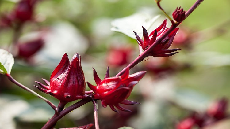 洛神花萼精華 (Roselle Flower Pedal Extract)